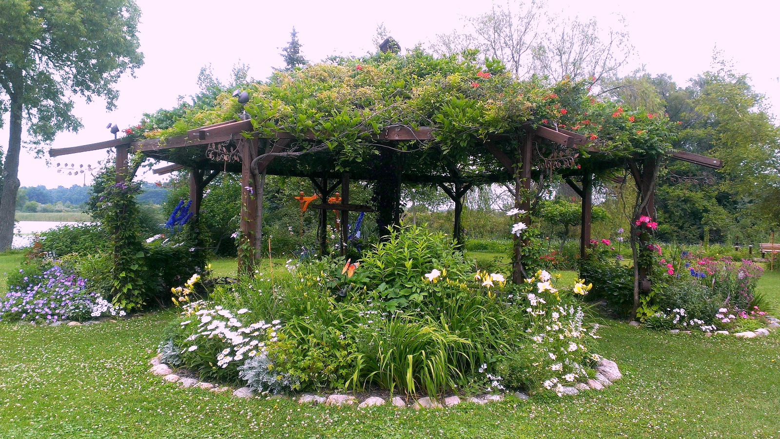 Flowering Gazebo canopy smothered beneath the red Trumpet Vine; flowerbeds are blooming with Roses, Daisies, Clematis, Campanula, Veronica, Daylily, Petunia and blue Delphiniums in background